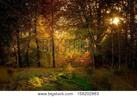 sun shining through the trees in a forest in autumn