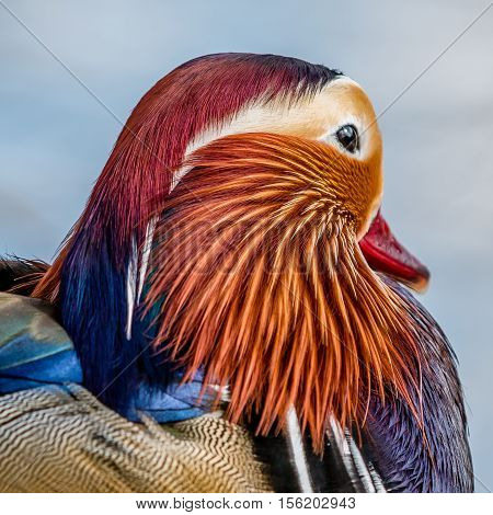 the head of a mandarin duck showing its beautiful colors