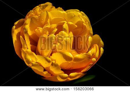 yellow flower with water drops against a black background