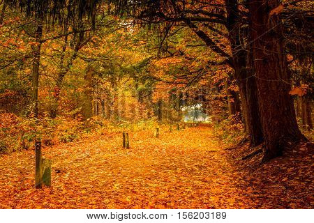 a path in the forest covered with leaves
