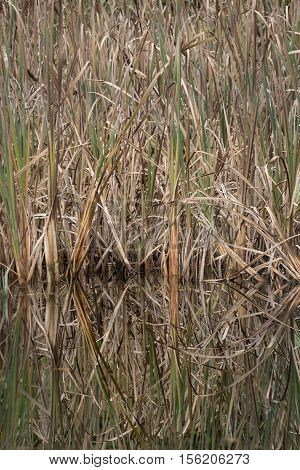 Autumn colored reeds reflecting giving beautiful reflection in forest pond veritcal