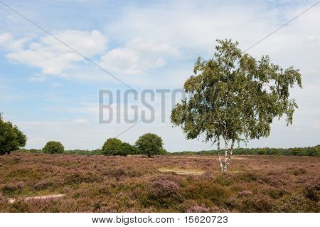 Brzoza w krajobraz z pola fioletowy heath