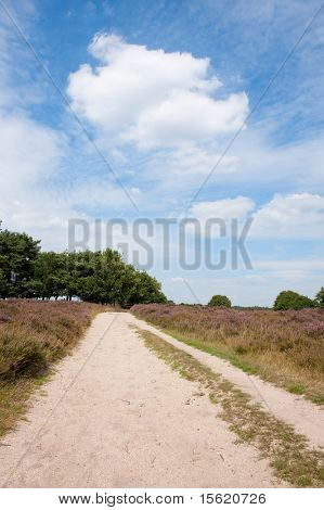 Krajobraz z piasku drogi fioletowy heath pola latem