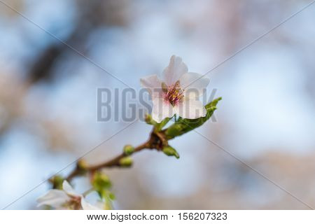 Close-up view of a flowering Japanese cherry tree (Prunus serrulata). The Japanese Sakura (Cherry Blossom Festival) celebration marks the coming of spring.