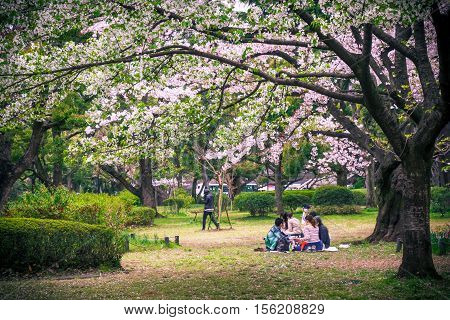 Sakura Tree In Park