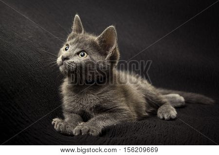 Kitten grey with black background. Animals domestic in studio