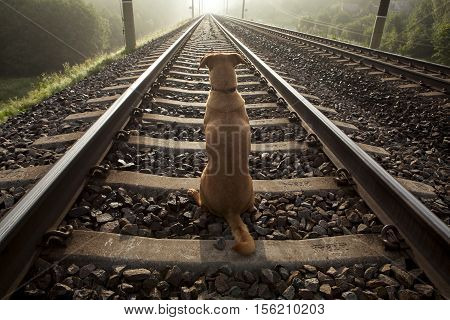 A brown dog sits on a railroad track. His back is turned. It is early summer foggy morning.