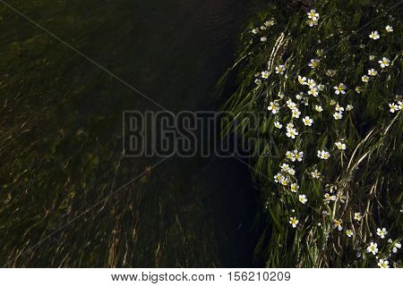 Small white flowers in the river. Tiny flowers are isolated on the dark green river. Water is flowing and creating calm mood. The water space may be used for ideas.