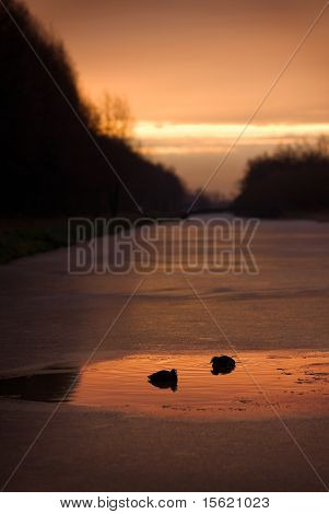 Coots