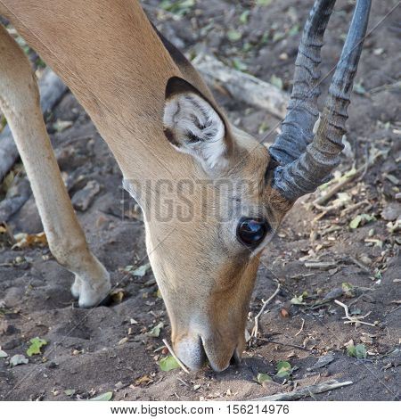 Bushbuck eating in Chobe National Park, Botswana.