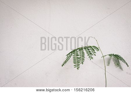 Sprout Seeding Beside Cream Cement Wall.