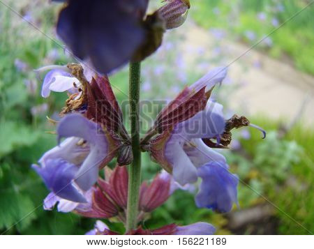 Salvia officinalis is a large genus of perennial herbaceous plants and shrubs