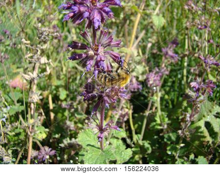 Salvia officinalis is a large genus of perennial herbaceous plants and shrubs