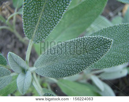 Salvia officinalis is a large genus of perennial herbaceous plants and shrubs