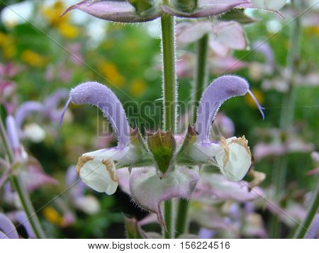 Salvia officinalis is a large genus of perennial herbaceous plants and shrubs