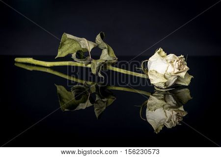 Dried rose on the reflecting black surface