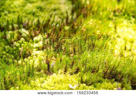 Green Moss In Rain Forest, Small Flowerless Plant