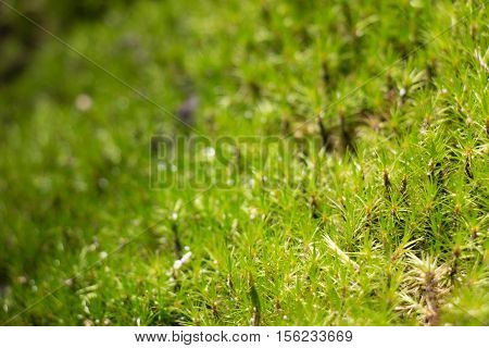 Green Moss In Rain Forest, Small Flowerless Plant