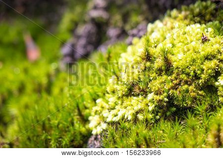Green Moss In Rain Forest, Small Flowerless Plant