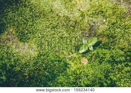 Green Moss In Rain Forest, Small Flowerless Plant