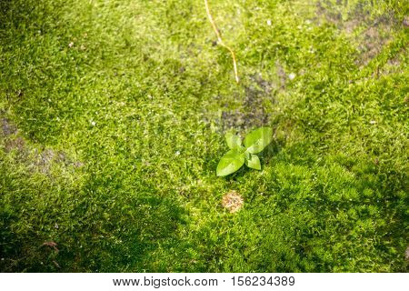 Green Moss In Rain Forest, Small Flowerless Plant