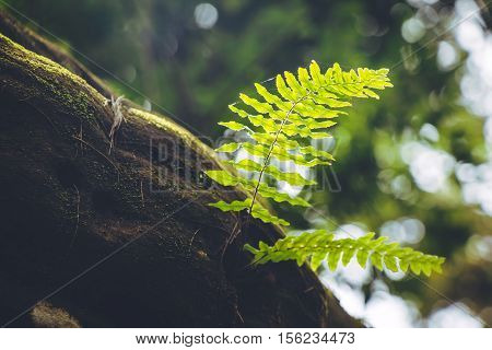 Fern Frond, Tropical Green Leafs Nature Background
