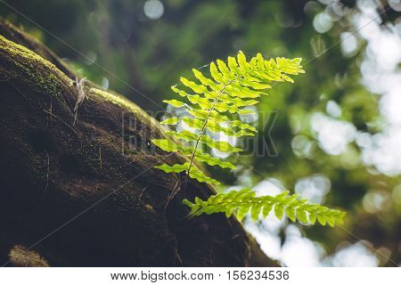 Fern Frond, Tropical Green Leafs Nature Background