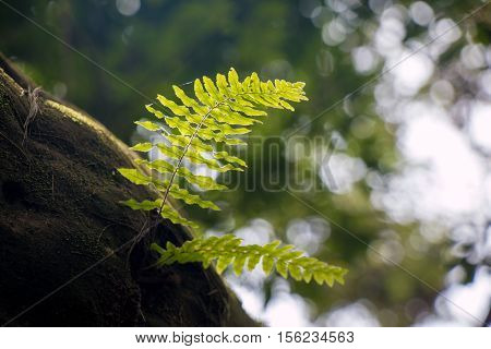 Fern Frond, Tropical Green Leafs Nature Background