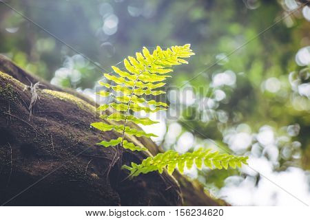 Fern Frond, Tropical Green Leafs Nature Background