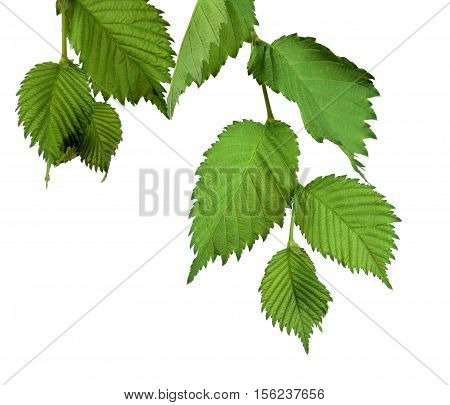 Branches with leaves of elm. / Isolated on white background without shadow. / Nature in detail. Summer. Spring. Close-up.(Ulmus Laevis)