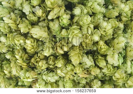 Hop cones close up. Texture. Top view. Brewing. Healing herbs. Concept. Ingredients .Daylight.