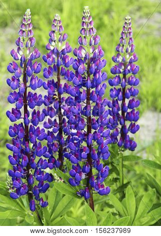Purple lupine flowers in a meadow on blue sky background