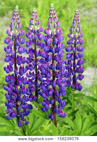 Purple lupine flowers in a meadow on blue sky background