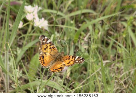 A beautiful black and orange painted lady butterfly sits, with wings spread, on white wildflowers surrounded by green grass with white wildflowers in the background.