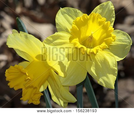 Close-up of two bright yellow daffodils blooming in spring with brown leaves as bokeh background.