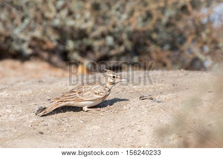 A Crested lark in a farm in Bahrain