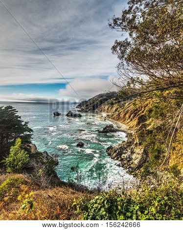 plants by Big Sur rocky shore California