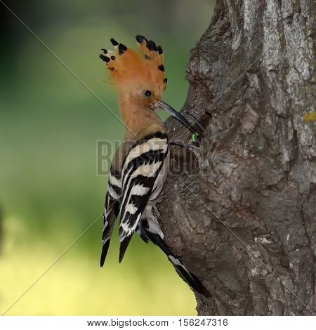 hoopoe bird bringing insect ti its chicks (upupa epops)