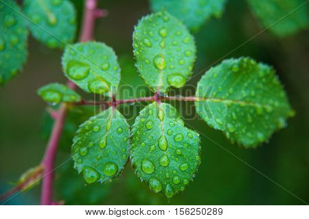 Rose leaves after rain - macro photo