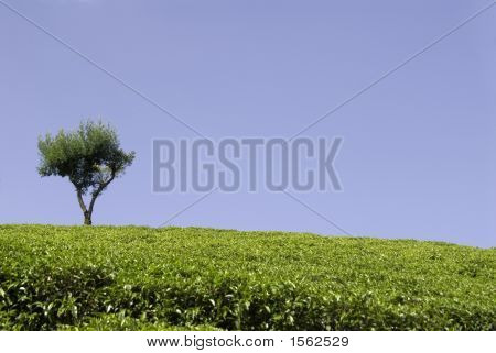 Osamělý strom v čajové plantáže Indie