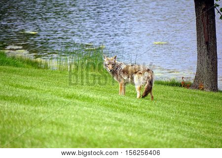 A wild coyote (Canis latrans) stands beside the shore of a small lake in the Wesmere Country Club subdivision of Joliet, Illinois during May.