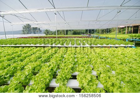 Green aok hydroponic vegetables growing in greenhouse, Thailand
