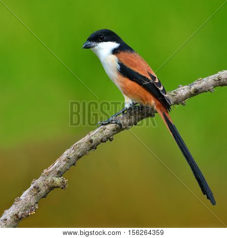 Long-tailed Shrike Bird