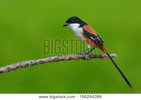 Long-tailed Shrike Bird