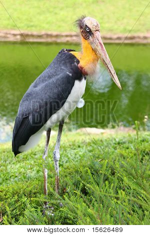 marabu