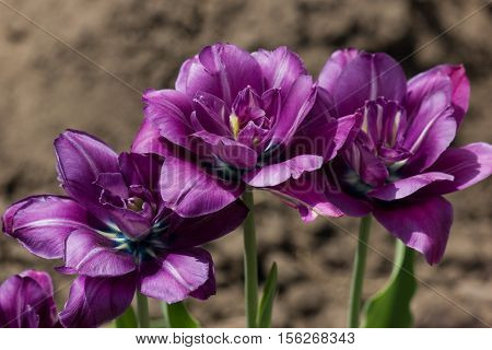 Terry purple tulips. Tulips in the spring.