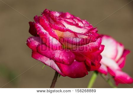 White-pink flower in drops of rain. Drops on a flower roses.