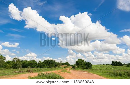 Dirt road heading into the wild for background or backgrop nature concept