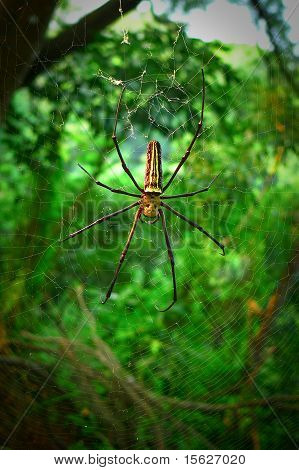 Spider