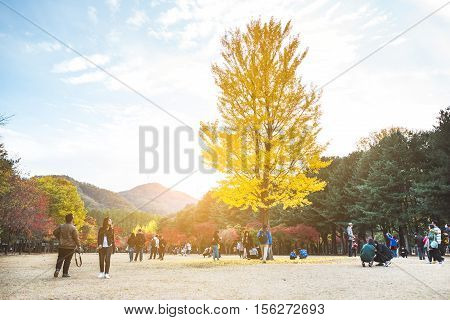 NAMI ISLAND KOREA - OCT 28: Tourists taking photos in autumn around Nami Island. Photo taken on October 28 2016 in South Korea.